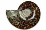 Polished Ammonite (Cleoniceras) Fossil - Madagascar #339155-1